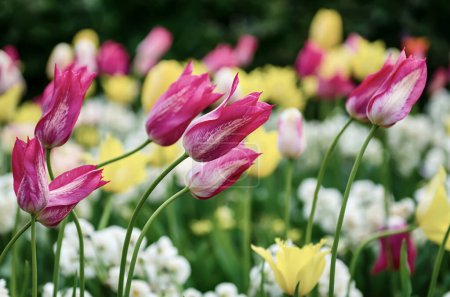 Téléchargez les photos : Prairie printanière avec des fleurs de tulipes violettes, roses et blanches dans la ville de Stockholm, Suède, fond floral saisonnier - en image libre de droit