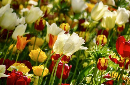 Téléchargez les photos : Prairie printanière avec fleurs de tulipes jaunes, orange et blanches, fond floral saisonnier - en image libre de droit