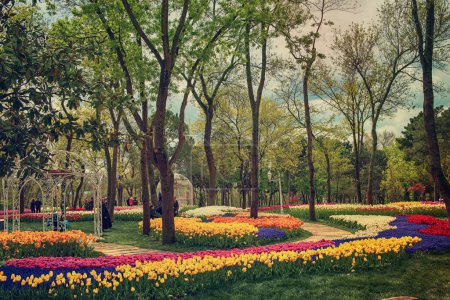 Festival traditionnel des tulipes dans le parc Emirgan, un parc urbain historique au printemps, arrière-plan de voyage du printemps