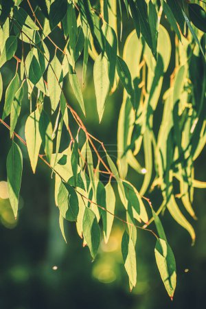 Eukalyptusgrün hinterlässt abstrakten Hintergrund mit Kopierraum, natürlichen medizinischen Hintergrund