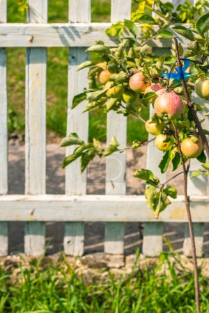 Téléchargez les photos : Récolte fructueuse sur jeune pommier. Pommes sur la branche pousse dans le jardin derrière la clôture blanche - en image libre de droit