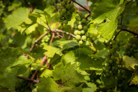 Foto de Uvas verdes de vino inmaduras que crecen en la planta. Uva natural colgando y madurando en rama - Imagen libre de derechos