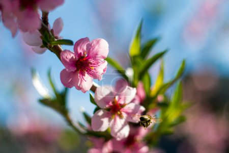 Foto de Abeja poliniza flor flor de melocotón nectarina. Agricultura hermosa temporada agricultura primavera paisaje - Imagen libre de derechos