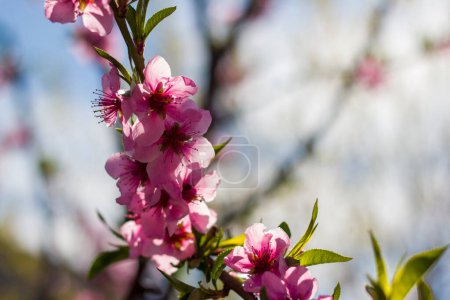 Téléchargez les photos : Floraison de fleurs de nectarine de printemps branche de pêche. Agriculture belle saison agriculture printemps paysage - en image libre de droit