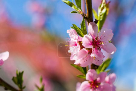 Téléchargez les photos : Pêche nectarine fleurs fleurs branche de printemps. Agriculture belle saison agriculture printemps paysage - en image libre de droit