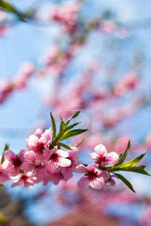 Foto de Melocotón flor de nectarina en el fondo del cielo. Agricultura hermosa temporada agricultura primavera paisaje - Imagen libre de derechos