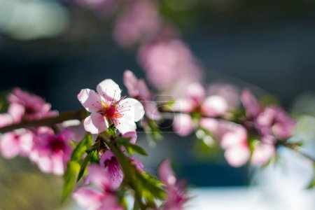Foto de Flor de nectarina de melocotón en rama. Agricultura hermosa temporada agricultura primavera paisaje - Imagen libre de derechos