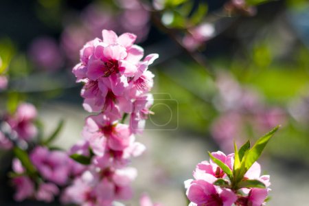 Photo for Peach nectarine spring flowers blossom on branch. Agriculture beautiful season farming springtime landscape - Royalty Free Image