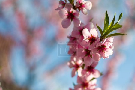 Photo for Spring blossom branch of peach nectarine. Agriculture beautiful season farming springtime landscape - Royalty Free Image