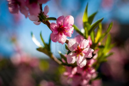Téléchargez les photos : Fleurs de fleurs de pêche nectarine de printemps sur une journée ensoleillée. Agriculture belle saison agriculture printemps paysage - en image libre de droit