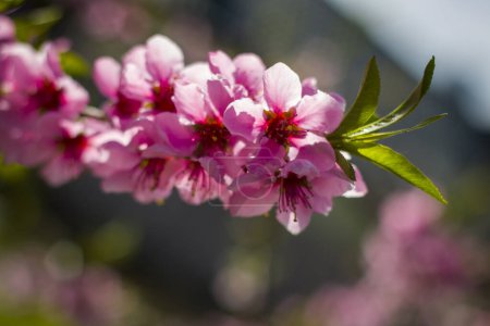 Foto de Primavera nectarina flor de melocotón en rama. Agricultura hermosa temporada agricultura primavera paisaje - Imagen libre de derechos