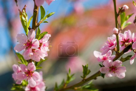 Foto de Primavera nectarina flor de melocotón en rama de día soleado. Agricultura hermosa temporada agricultura primavera paisaje - Imagen libre de derechos