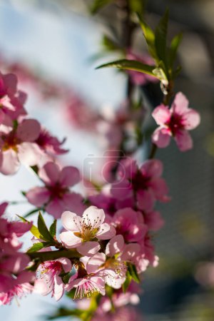 Foto de Flores de nectarina de primavera de melocotón florecen en la rama. Agricultura hermosa temporada agricultura primavera paisaje - Imagen libre de derechos