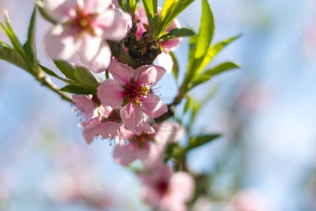 Téléchargez les photos : Branche de fleurs de nectarine de pêche printanière. Agriculture belle saison agriculture printemps paysage - en image libre de droit