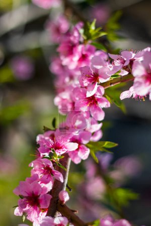 Foto de Primavera flor de nectarina de melocotón en rama de día soleado. Agricultura hermosa temporada agricultura primavera paisaje - Imagen libre de derechos