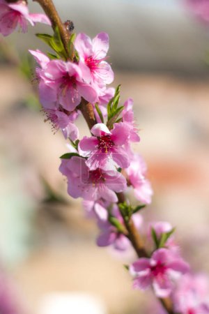 Photo for Spring peach nectarine flowers blossom on sunny branch. Agriculture beautiful season farming springtime landscape - Royalty Free Image