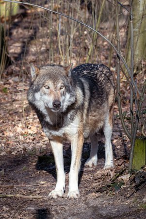 Photo for Portrait of a male European wolf. A wolf looking into the distance on a forest background - Royalty Free Image