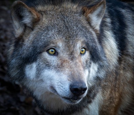 Téléchargez les photos : Portrait en tête d'un loup européen adulte (Canis lupus lupus)) - en image libre de droit