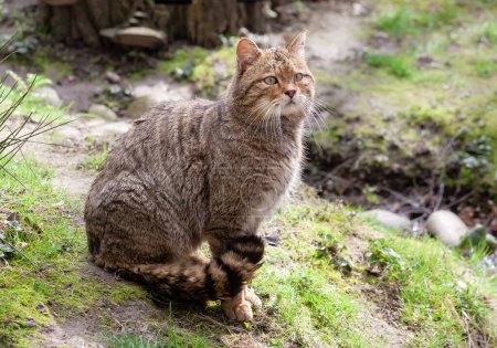 El gato salvaje europeo. Un gato salvaje está sentado en una ladera cubierta de hierba, mirando hacia la distancia