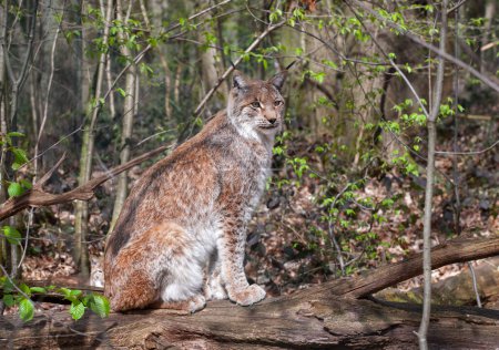 Téléchargez les photos : Le lynx eurasien. Un lynx est assis sur un arbre tombé et regarde au loin. - en image libre de droit