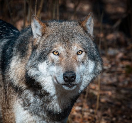Photo for Head portrait of an adult male European wolf - Royalty Free Image