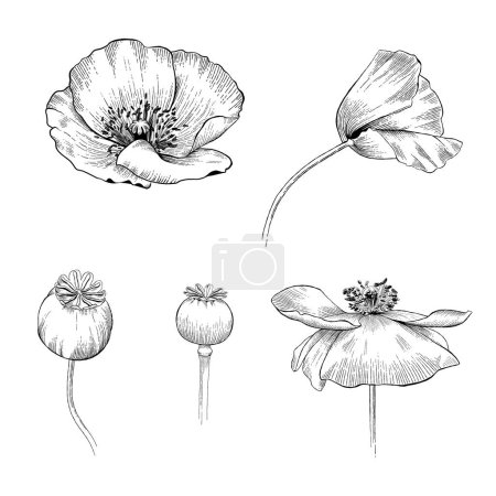 Ilustración de Conjunto de flores de amapola. Flores silvestres sobre un fondo blanco. Ilustración vectorial en estilo de arte en línea - Imagen libre de derechos