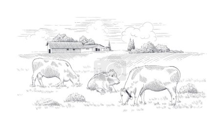 Téléchargez les illustrations : Ferme laitière. Paysage rural avec vaches dans une prairie. Illustration vectorielle dessinée main - en licence libre de droit