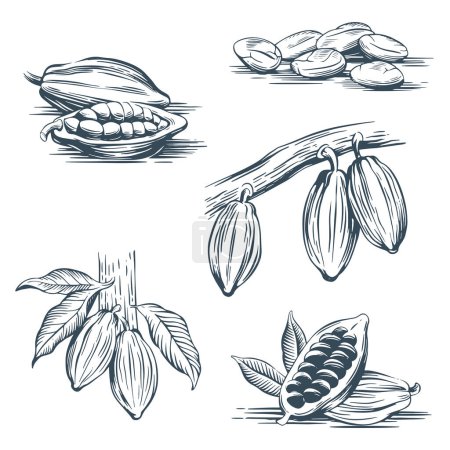 Téléchargez les illustrations : Ensemble de dessin à la main de fèves de cacao. Haricots, fruits sur une branche, feuilles. Illustration vectorielle dans le style line art - en licence libre de droit