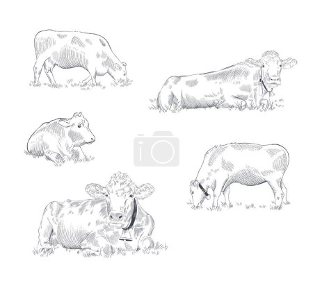Ilustración de Conjunto de vacas en pastos en diferentes posturas. Ilustración vectorial dibujada a mano - Imagen libre de derechos