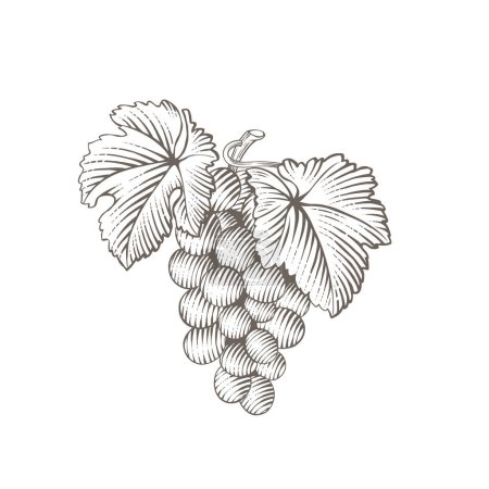 Téléchargez les illustrations : Un bouquet de raisins avec des feuilles. Illustrations de style gravure - en licence libre de droit