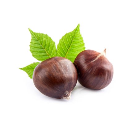 Chestnuts with leaves on white backgrounds.