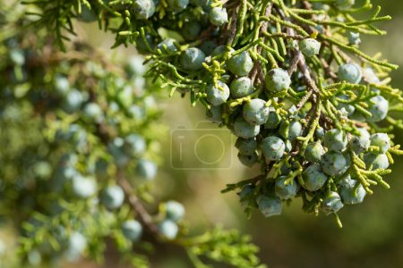Nahaufnahme von bläulich grauen Früchten des Juniperus californica Baumes in natürlichem Lebensraum..