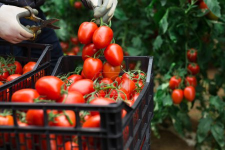 Nahaufnahme reifer roter Tomaten, die von den Händen eines männlichen Bauern im Gewächshaus geerntet werden
