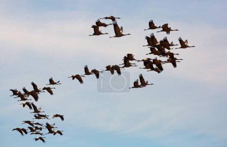 Migration of common cranes Grus from wintering. Birds flying in blue sky on spring day..