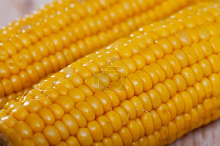 Closeup view of freshly cooked corncobs. Golden textured background..