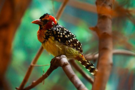 Red and yellow barbet closeup. High quality photo