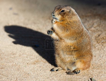 Black tailed prairie dog eating grass Cynomys ludovicianus. High quality photo