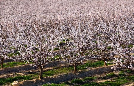 Floraison d'abricots sur une prairie d'Europe au printemps
