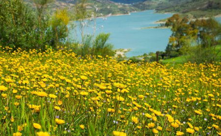 Closeup of blooming hillside against backdrop of mountain landscape and artificial lake near Spanish city of Zahara de la Sierra..