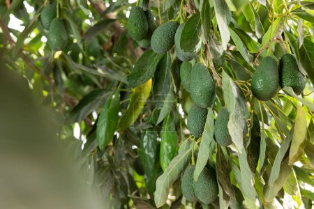 Green ripe avocado fruits hanging on tree, new harvest in orchard or on farm on fall day