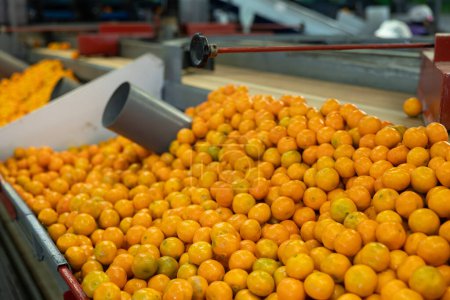 Reife Mandarinen auf dem Förderband einer Fruchtverarbeitungsanlage.