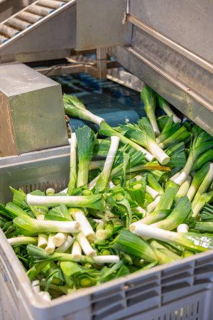 Nahaufnahme ausgewählter gewaschener grüner Zwiebeln, die in einer Plastikbox von der Bandsortieranlage in der Gemüsefabrik entladen werden..