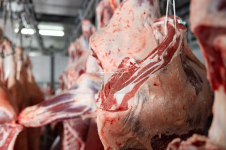 Processed beef carcasses hanging from hooks in storage area of slaughterhouse