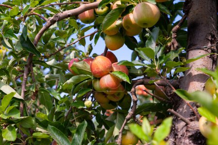 Pintoresca vista de árboles con manzanas maduras en huerto de frutas de granja