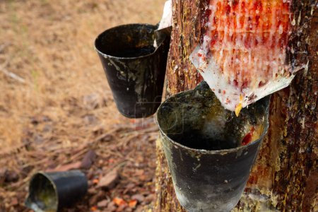 Collecting pine resin in buckets, closeup. High quality photo