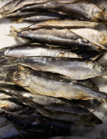 Frozen herring in plastic box, iced atlantic fish ready for sale