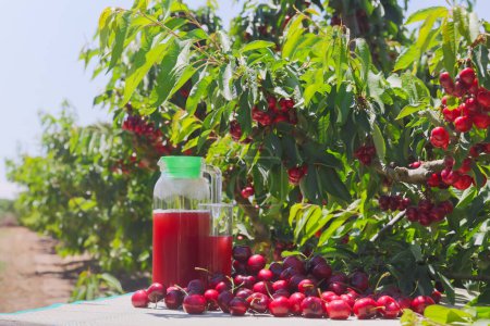 Jug of cherry juice and ripe cherries on the table under tree leaves