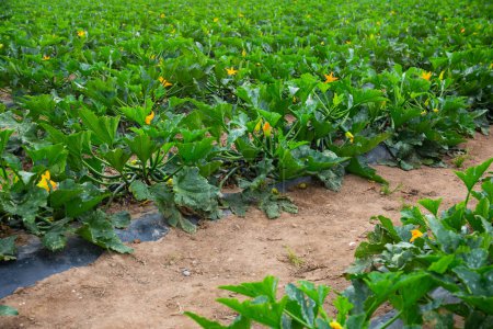 Rows of flowering bushes of organic zucchini ripening on farm field. Popular vegetable crop