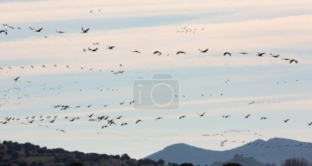 Grupo de grúas comunes Grus volando en cielo azul durante la migración desde invernada en Laguna de Gallocanta, Aragón, España