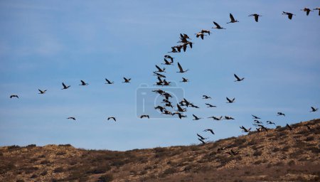 Große Schar von Kranichen kehrt aus warmen Ländern in das Feuchtgebiet des Nationalen Jagdreservats des Gallocanta-Sees in Aragon, Spanien zurück